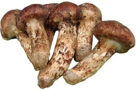 Matsutake
