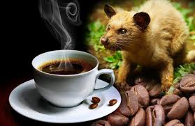 kopi_luwak