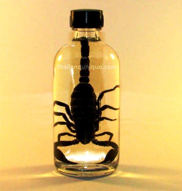 scorpion1